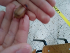 Cyclocephala melanocephala