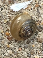 Ventridens ligera