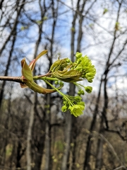 Acer platanoides
