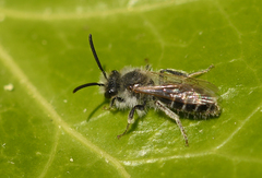 Andrena barbilabris