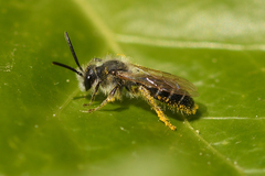 Andrena barbilabris