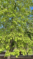 Aesculus hippocastanum