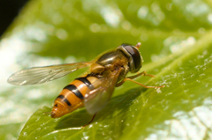 Epistrophe melanostoma