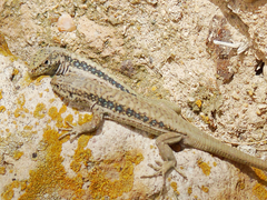Apathya cappadocica