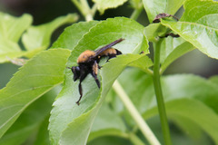 Laphria macquarti