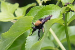 Laphria macquarti