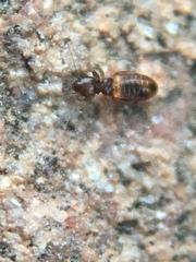 Liposcelididae