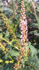 Phytolacca heterotepala