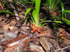 Etlingera littoralis
