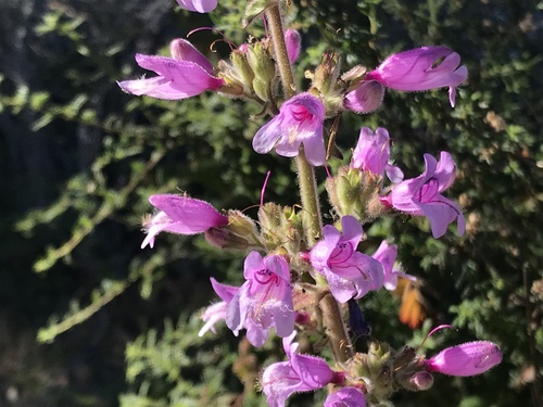 Penstemon rattanii var. kleei
