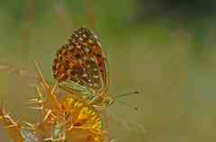 Argynnis elisa