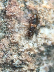 Liposcelididae