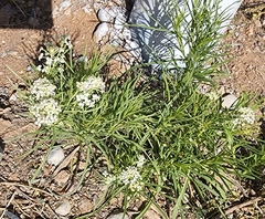 Lepidium alyssoides