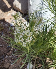 Lepidium alyssoides