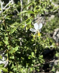 Hibiscus micranthus