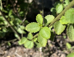 Hibiscus micranthus