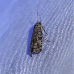Retinia gemistrigulana