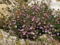 Chaenorhinum origanifolium