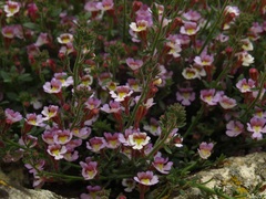 Chaenorhinum origanifolium