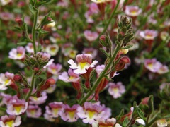 Chaenorhinum origanifolium