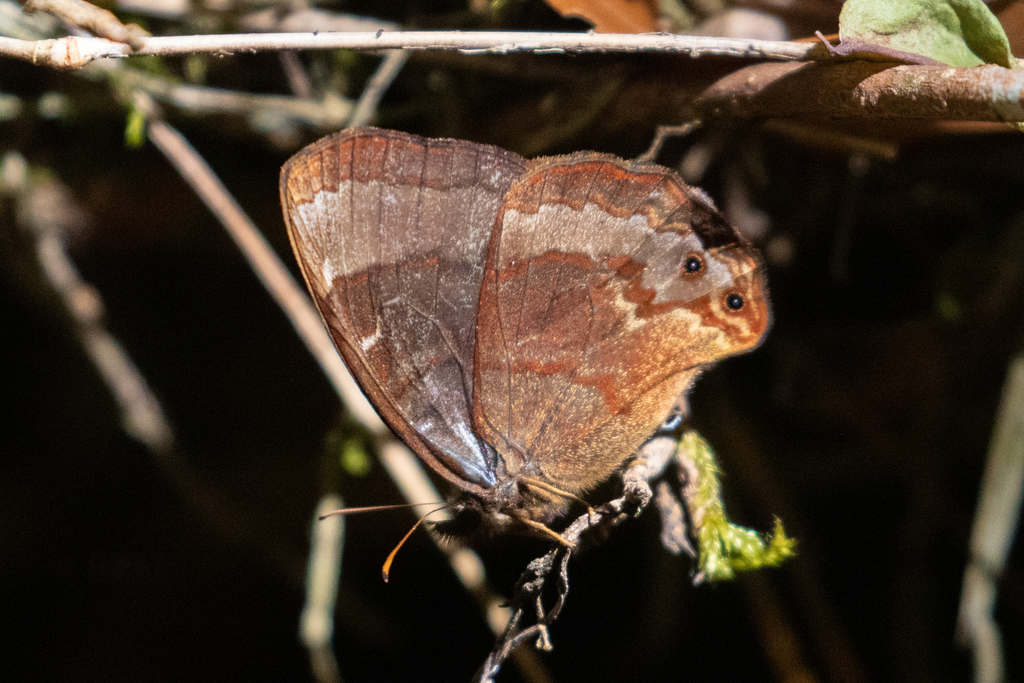 Eretris hulda