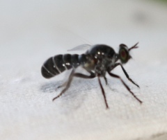 Atomosia melanopogon