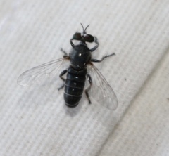 Atomosia melanopogon