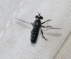 Atomosia melanopogon