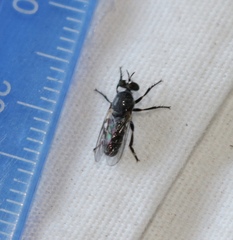 Atomosia melanopogon