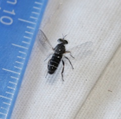 Atomosia melanopogon