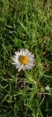 Bellis perennis