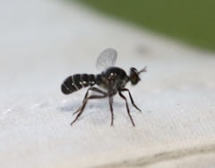 Atomosia melanopogon