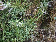 Diphasiastrum thyoides