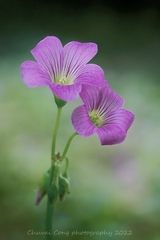 Oxalis debilis