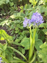 Hyacinthoides italica
