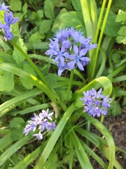 Hyacinthoides italica