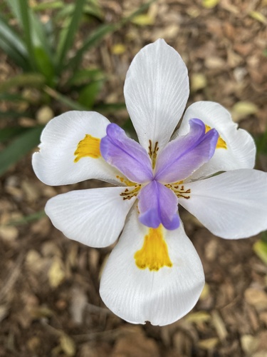 Dietes grandiflora