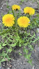 Taraxacum officinale