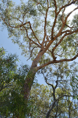 Corymbia ellipsoidea