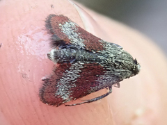 Anatralata versicolor