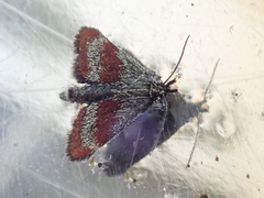Anatralata versicolor