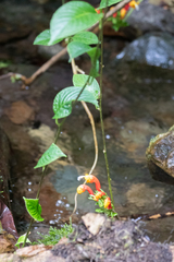 Centropogon granulosus