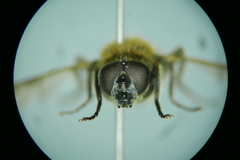 Myolepta