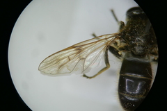 Myolepta