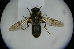 Myolepta