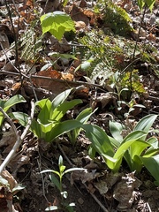 Galearis spectabilis