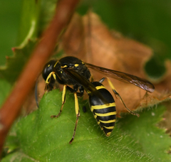 Ancistrocerus antilope
