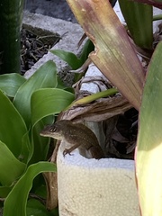 Anolis sagrei