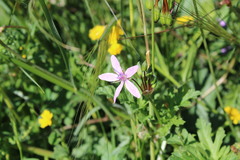 Erodium