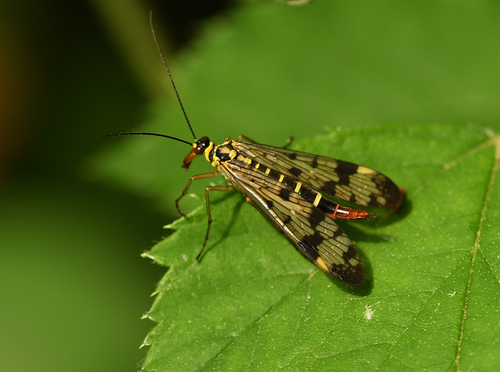 Common European Scorpionfly, Winterswijk, Nederland, photo 10 of 10